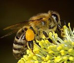 bees-pollen web